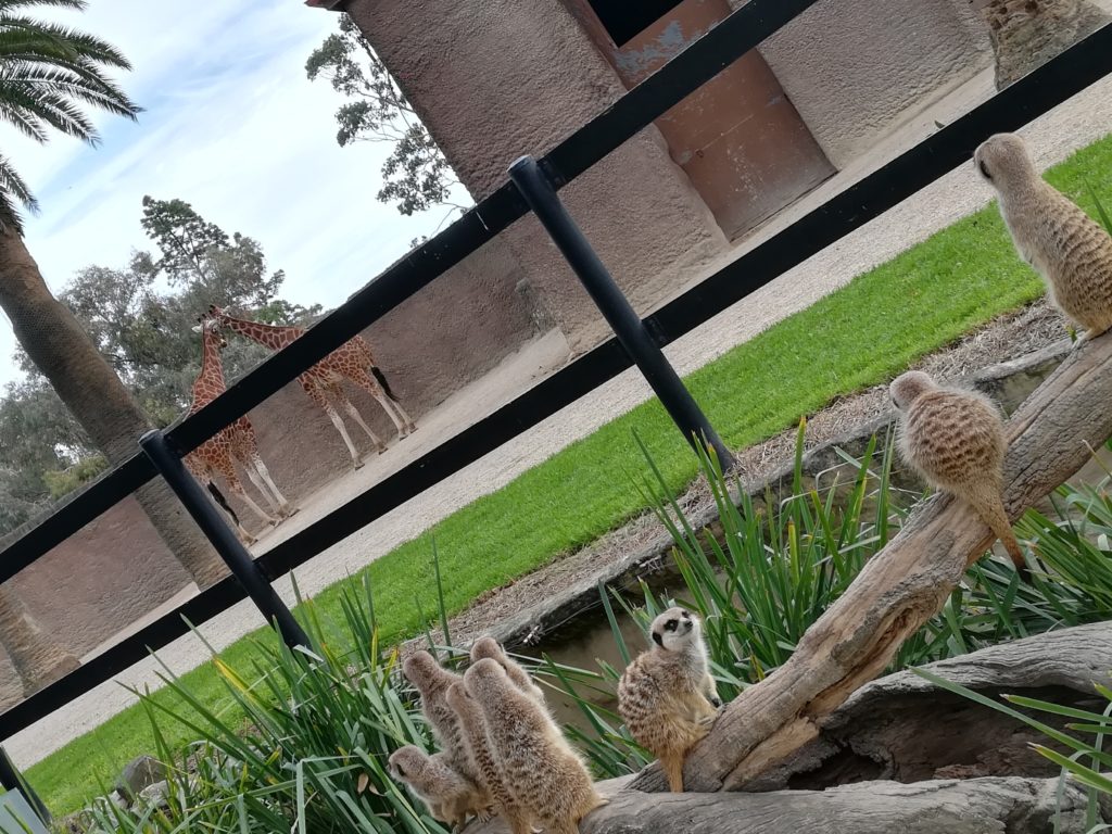 アデレード動物園で癒されよう おもしろそうなので